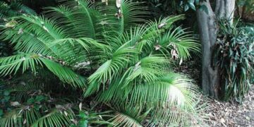 CERATOZAMIA MEXICANA