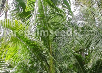 DYPSIS SPECIES ORANGE CRUSH A BEAUTIFUL DYPSIS WITH NO SPECIES NAME