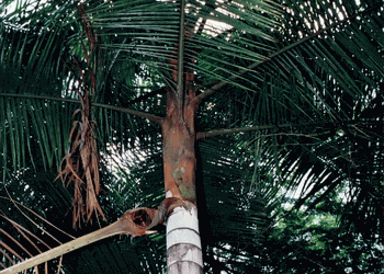 DYPSIS LASTELLIANA THE RED NECK PALM