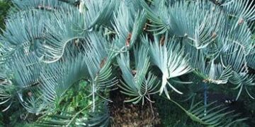 ENCEPHALARTOS EUGENE-MARAISII EXTREMELY ATTRACTIVE BLUE TRANSVAAL CYCAD