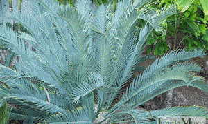 ENCEPHALARTOS LEHMANNII RARE BLUE SOUTH AFRICAN CYCAD FOR FULL COASTAL SUN