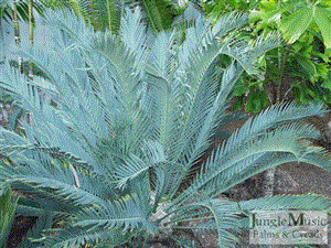ENCEPHALARTOS LEHMANNII RARE BLUE SOUTH AFRICAN CYCAD FOR FULL COASTAL SUN