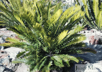 ENCEPHALARTOS MSINGANUS AKA ENCEPHALARTOS MSINGA