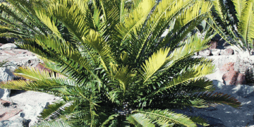 ENCEPHALARTOS MSINGANUS AKA ENCEPHALARTOS MSINGA