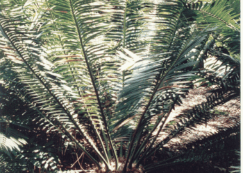 ENCEPHALARTOS SCLAVOI