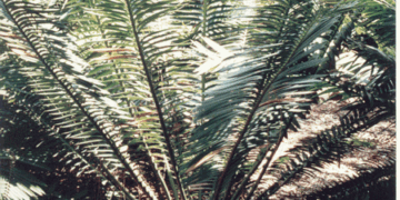 ENCEPHALARTOS SCLAVOI