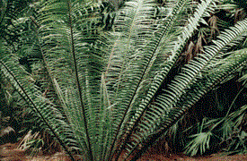 ENCEPHALARTOS TEGULANEUS