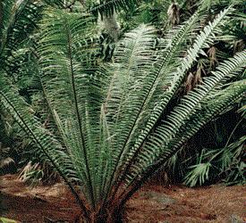 ENCEPHALARTOS TEGULANEUS