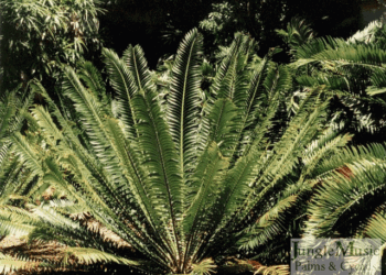 ENCEPHALARTOS TRANSVENOSUS THE MODJADJI CYCAD LARGE SOUTH AFRICAN CYCAD SPECIES