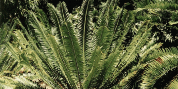 ENCEPHALARTOS TRANSVENOSUS THE MODJADJI CYCAD LARGE SOUTH AFRICAN CYCAD SPECIES