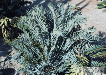 ENCEPHALARTOS TRISPINOSUS A BLUE SO AFRICAN CYCAD