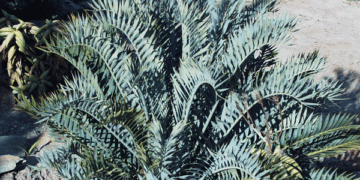 ENCEPHALARTOS TRISPINOSUS A BLUE SO AFRICAN CYCAD