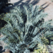 ENCEPHALARTOS TRISPINOSUS A BLUE SO AFRICAN CYCAD