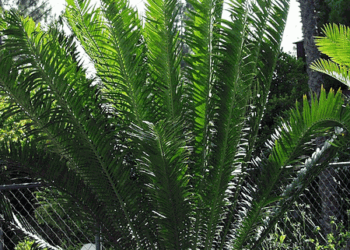 ENCEPHALARTOS WHITELOCKII