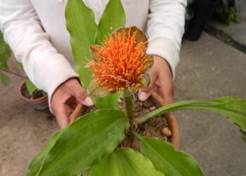 HAEMANTHUS ALBIFLOS