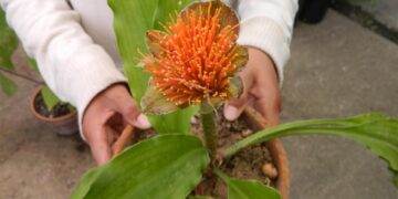 HAEMANTHUS ALBIFLOS