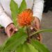 HAEMANTHUS ALBIFLOS