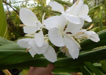 HEDYCHIUM CORONARIUM THE WHITE BUTTERFLY GINGER