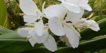 HEDYCHIUM CORONARIUM THE WHITE BUTTERFLY GINGER