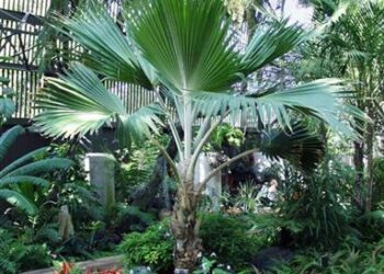 PRITCHARDIA HILLEBRANDII A HAWAIIAN LOULU FAN PALM