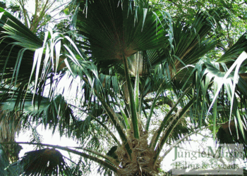 PRITCHARDIA MUNROII ANOTHER MEDIUM SIZED GREEN HAWAIIAN FAN PALM