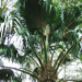 PRITCHARDIA MUNROII ANOTHER MEDIUM SIZED GREEN HAWAIIAN FAN PALM