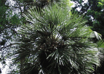 TRITHRINAX CAMPESTRIS