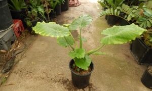 ALOCASIA CAL-ODORA THE MINIATURE ELEPHANT EAR