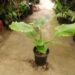 ALOCASIA CAL-ODORA THE MINIATURE ELEPHANT EAR