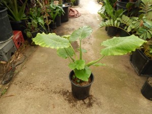 ALOCASIA CAL-ODORA THE MINIATURE ELEPHANT EAR
