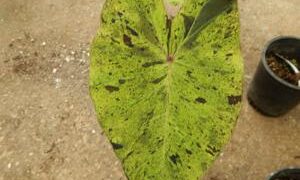 COLOCASIA ESCULENTE “MOJITO” GREEN ELEPHANT EAR PLANT WITH SPLOTCHES OF BLACK ON THE LEAVES