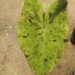 COLOCASIA ESCULENTE “MOJITO” GREEN ELEPHANT EAR PLANT WITH SPLOTCHES OF BLACK ON THE LEAVES