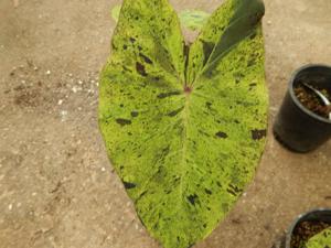 COLOCASIA ESCULENTE “MOJITO” GREEN ELEPHANT EAR PLANT WITH SPLOTCHES OF BLACK ON THE LEAVES