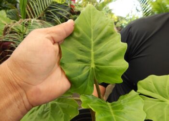 ALOCSIA LOW RIDER DWARF ALOCASIA