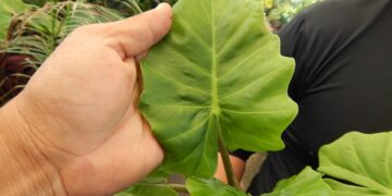 ALOCSIA LOW RIDER DWARF ALOCASIA