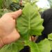 ALOCSIA LOW RIDER DWARF ALOCASIA