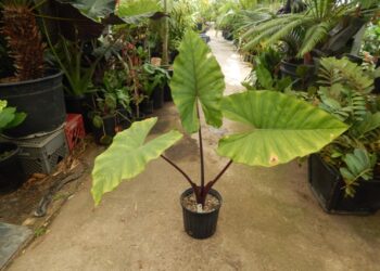 ALOCASIA SUMO