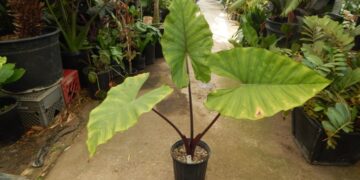 ALOCASIA SUMO