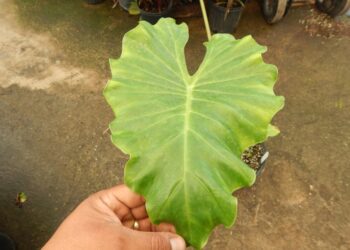 ALOCASIA TYRION