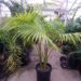 ARCHONTOPHOENIX BEATRICAE RARE VARIETY OF THE KING PALM