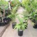 ARCHONTOPHOENIX “TERACARPA” THE BEST KING PALM EVER!