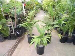 ARCHONTOPHOENIX “TERACARPA” THE BEST KING PALM EVER!
