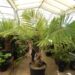 ARENGA MICRANTHA  LARGE SUCKERING PINNATE PALM FROM INDIA