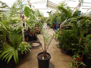ARENGA PINNATA THE SUGAR PALM