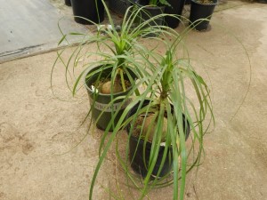 BEAUCARNIA RECURVATA THE PONYTAIL PALM – THE ELEPHANT FOOT PALM MEDIUM HEIGHT – SWOLLEN BASE