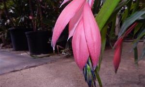 BILBERGIA CLUSTERS WITH CASCADING PINK BLOSSOMS IN BLOSSOM RIGHT NOW