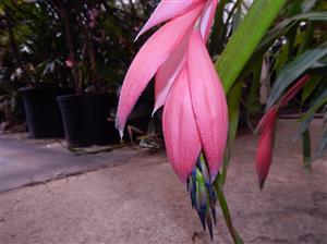 BILBERGIA CLUSTERS WITH CASCADING PINK BLOSSOMS IN BLOSSOM RIGHT NOW