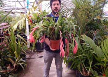 BROMELIADS – ASSORTED