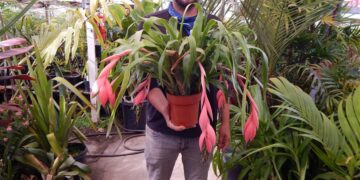 BROMELIADS – ASSORTED