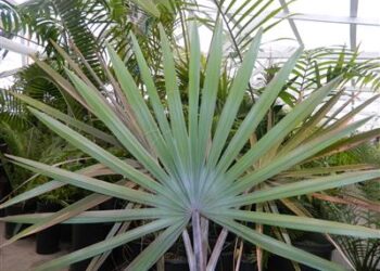 BISMARCKIA SPECIES MAYOTTE ISLAND THE RARE GREEN BISMARCKIA YOU NEVER SEE THEM AVAILABLE